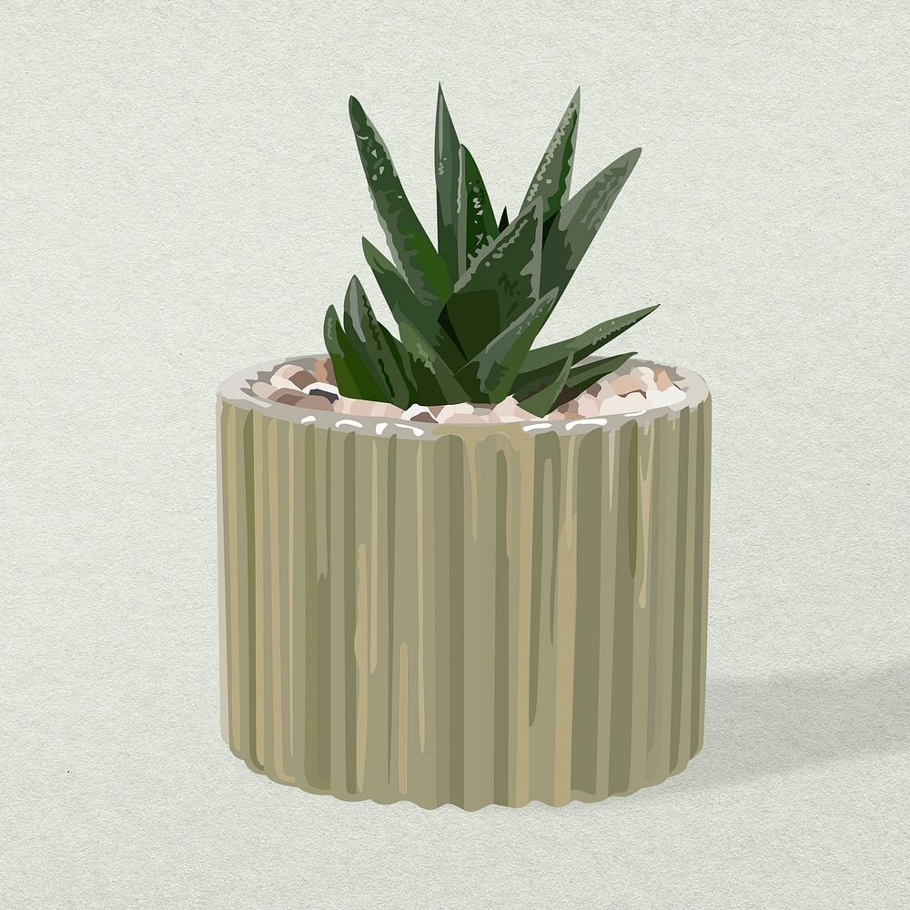 Potted plant image, aloe vera potted home interior decoration