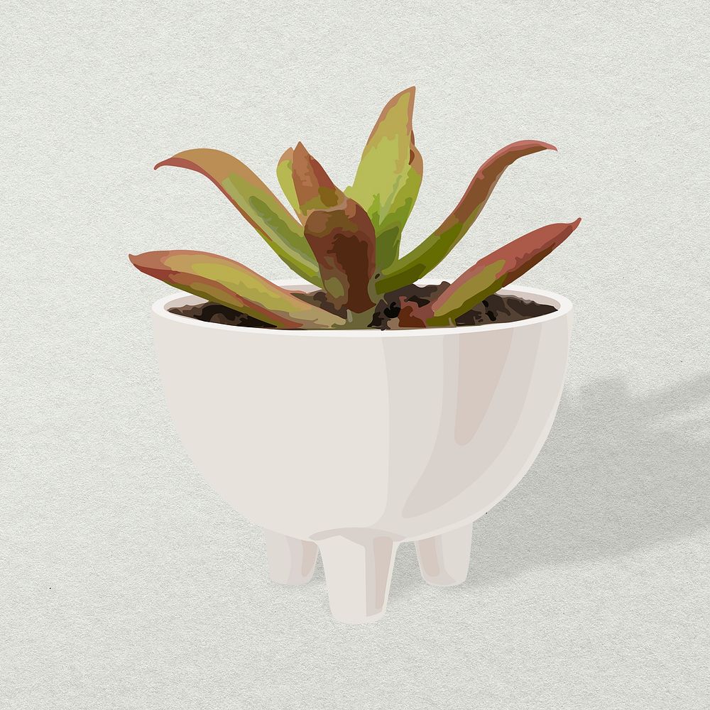 Small succulent houseplant, home decoration, aesthetic illustration