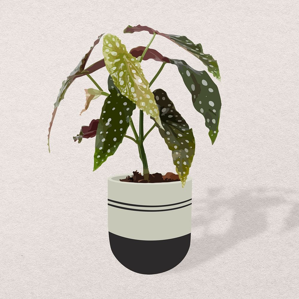 Plant aesthetic illustration, Polkadot begonia potted home interior decoration