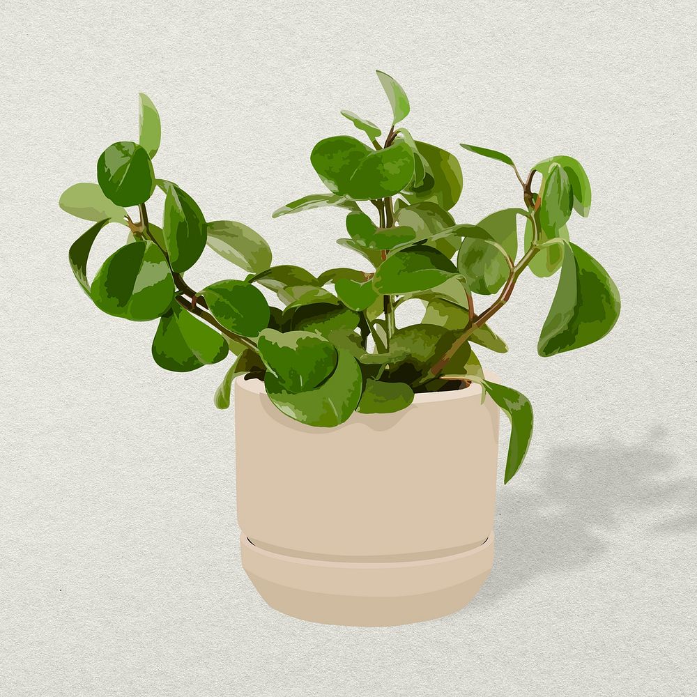 Baby rubber plant, home decoration, aesthetic illustration