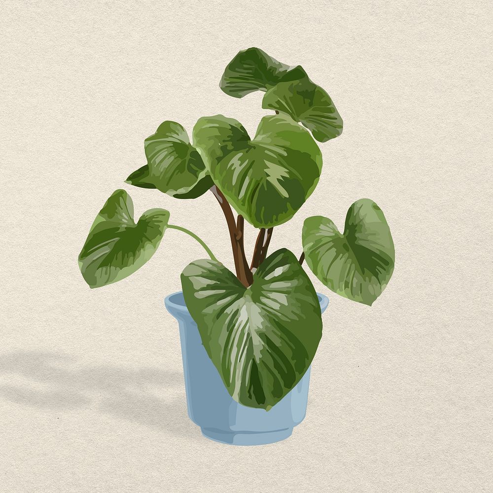 Plant image, Philodendron Melanoneuron potted home interior decoration