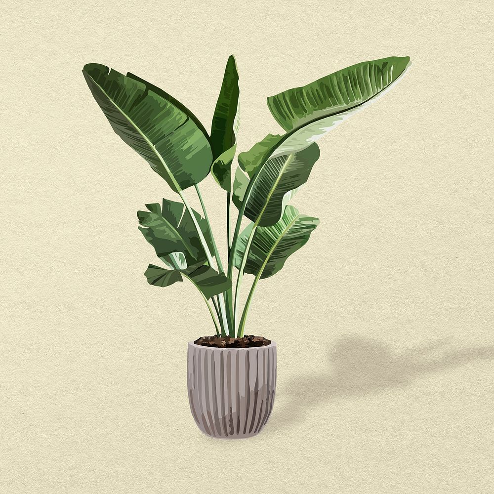 Banana leaf plant home decor illustration