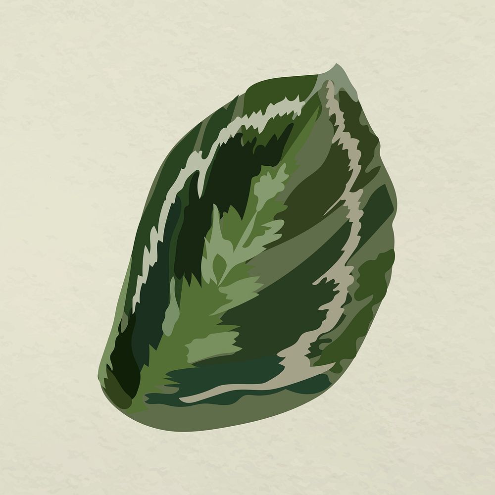 Leaf image vector, green Calathea medallion plant