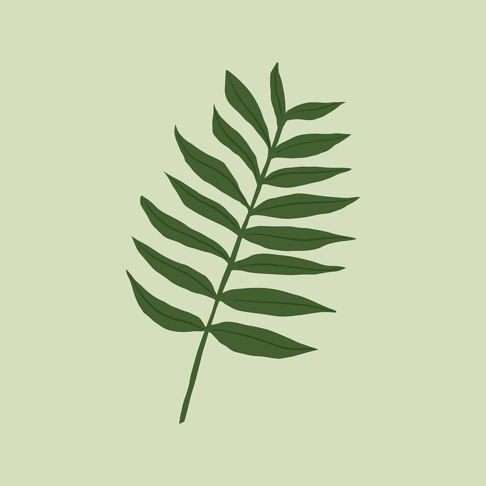Fern leaf tropical plant botanical illustration