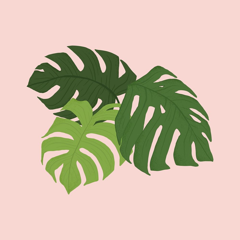 Monstera leaf plant botanical illustration