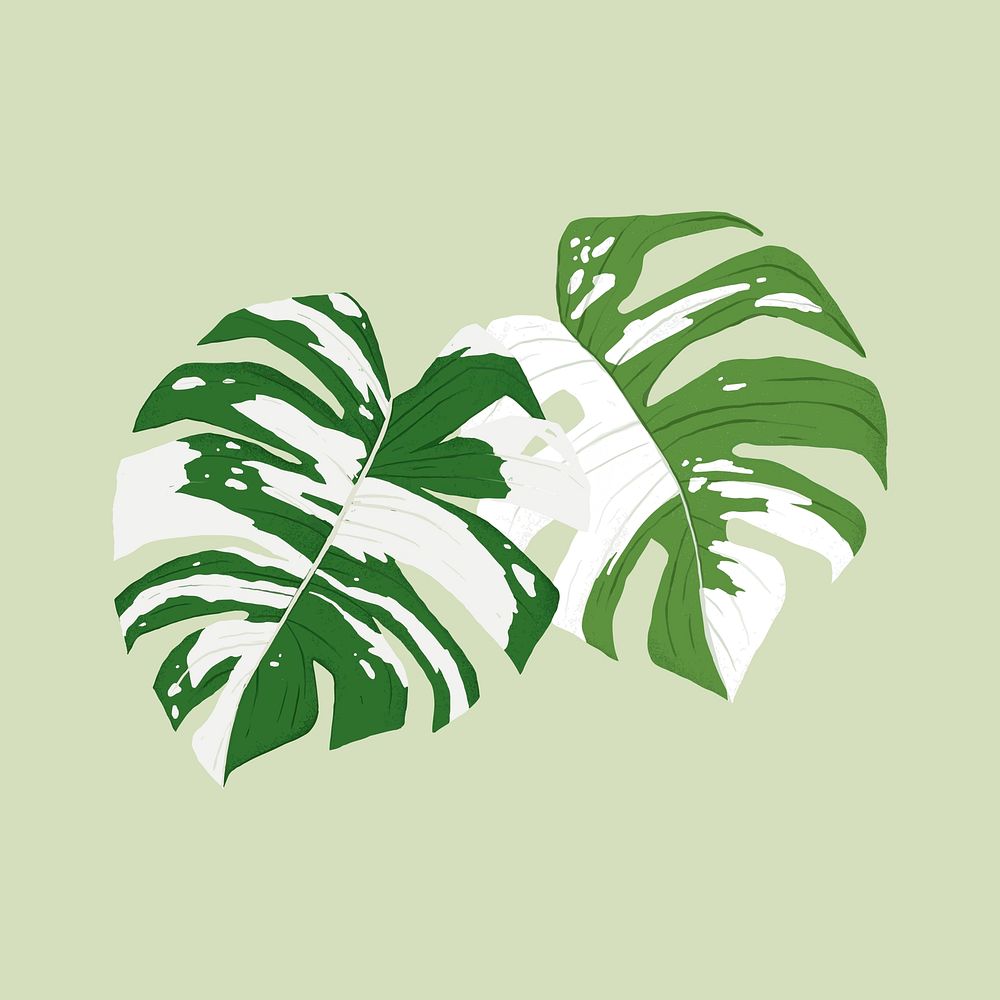 Monstera leaf plant botanical illustration