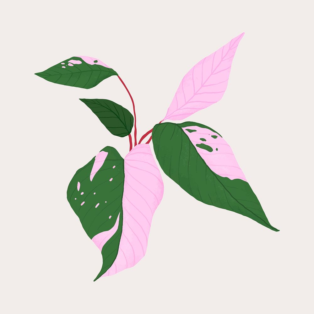 Leaf pink princess philodendron botanical illustration