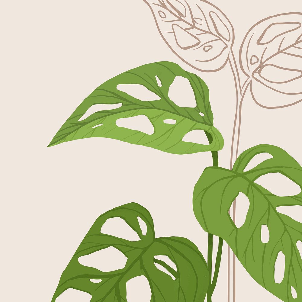Houseplant background monstera swiss cheese plant illustration
