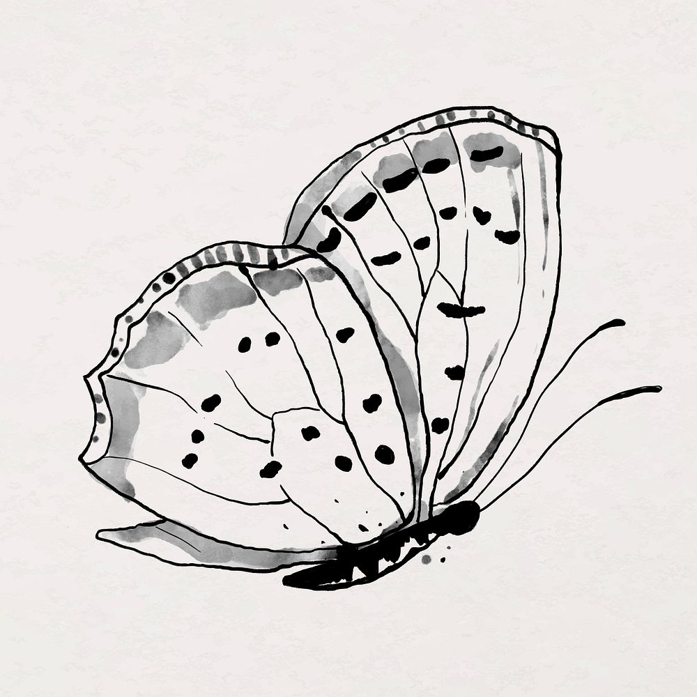 Black ink butterfly, beautiful animal illustration