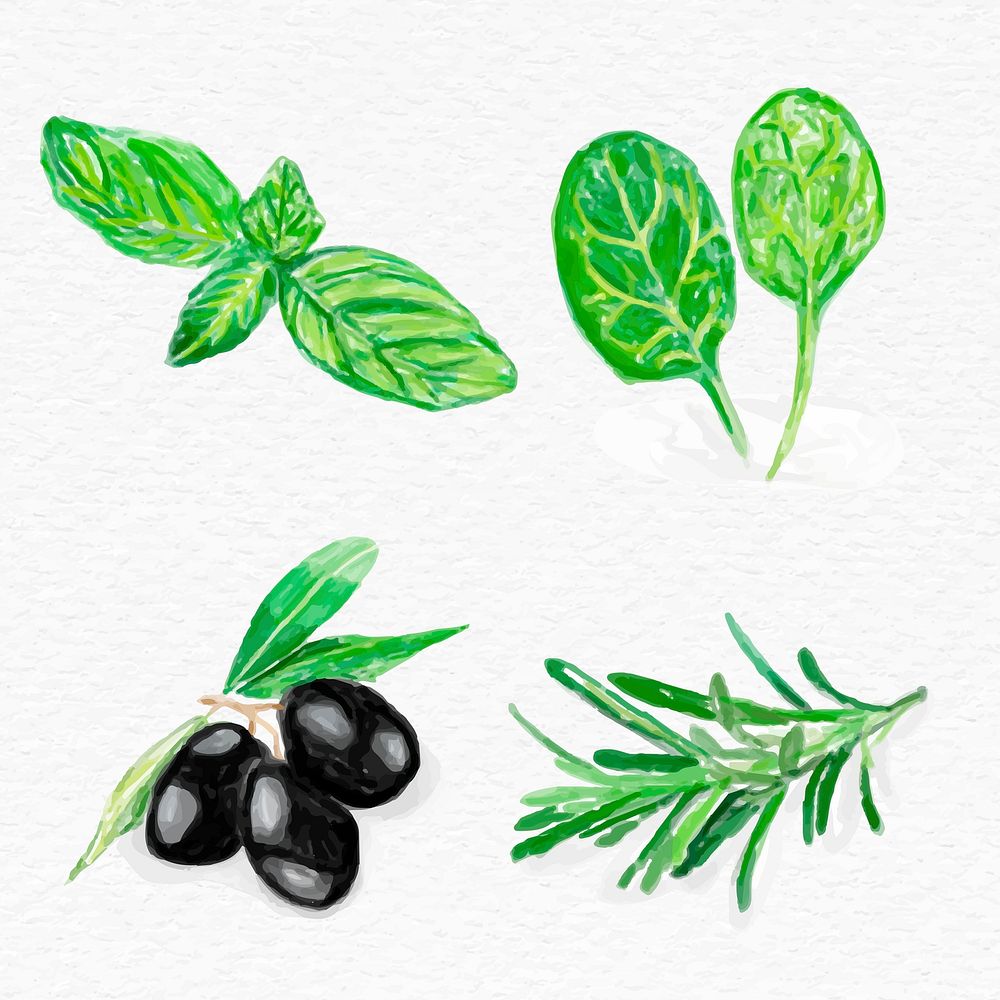 Hand drawn herb illustration psd botanical collection