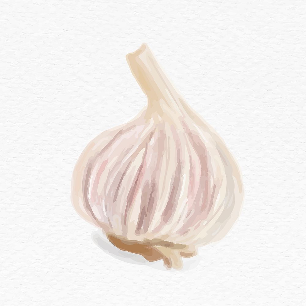 Watercolor white garlic psd hand drawn