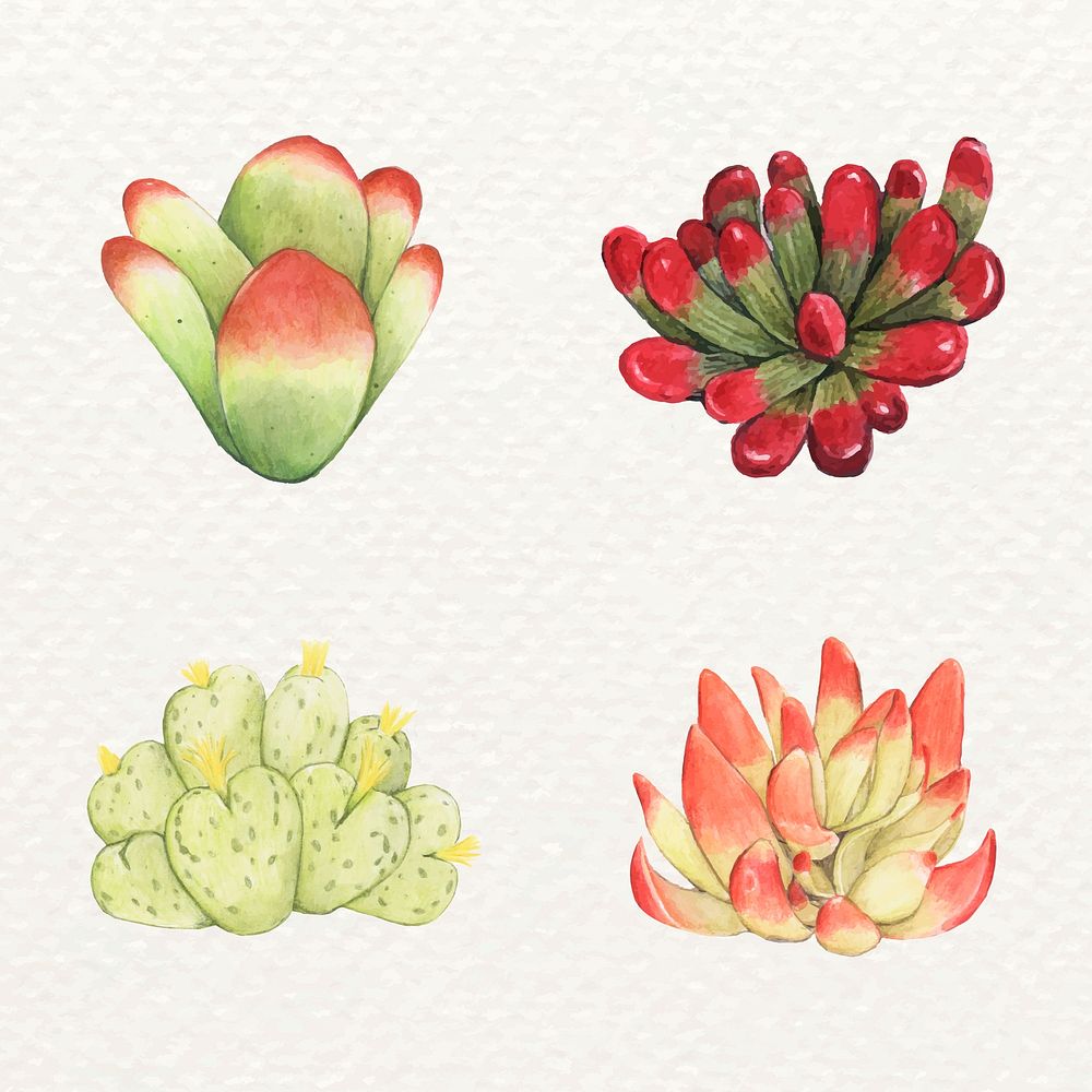 Succulent and cactus watercolor vector