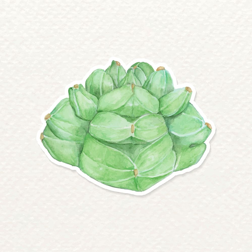 Astrophytum kikko cactus watercolor sticker png