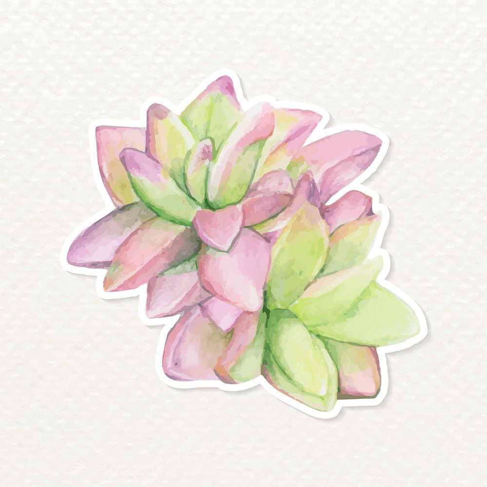 Succulent watercolor sticker vector