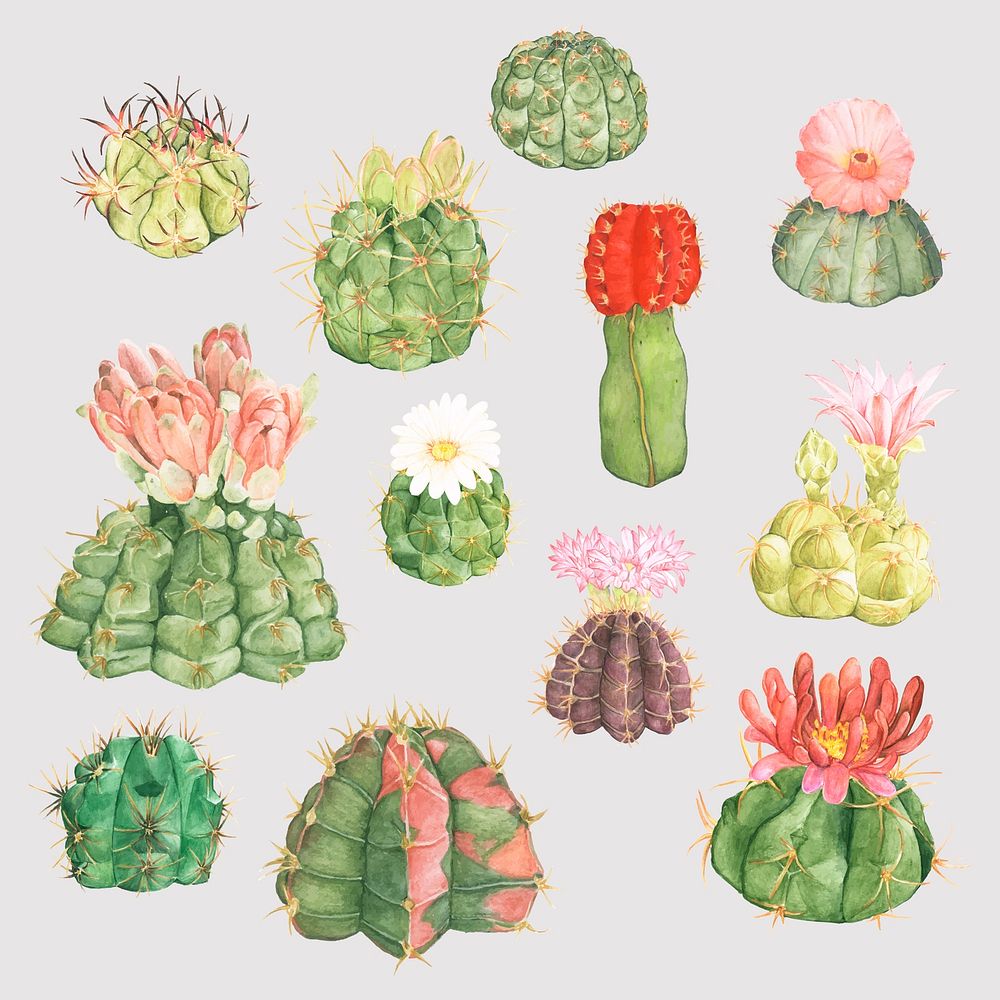 Hand-drawn cactus flower psd sticker set