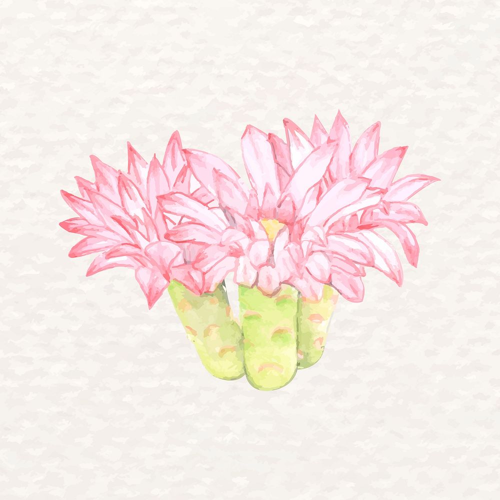 Desert cactus flower psd watercolor Gymnocalycium stenopleurum 