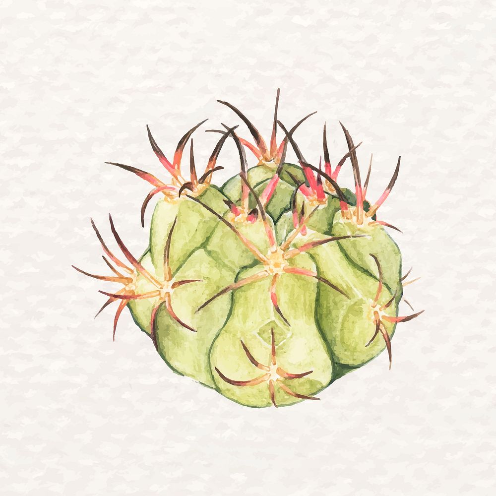 Watercolor desert cactus psd Gymnocalycium spegazzinii