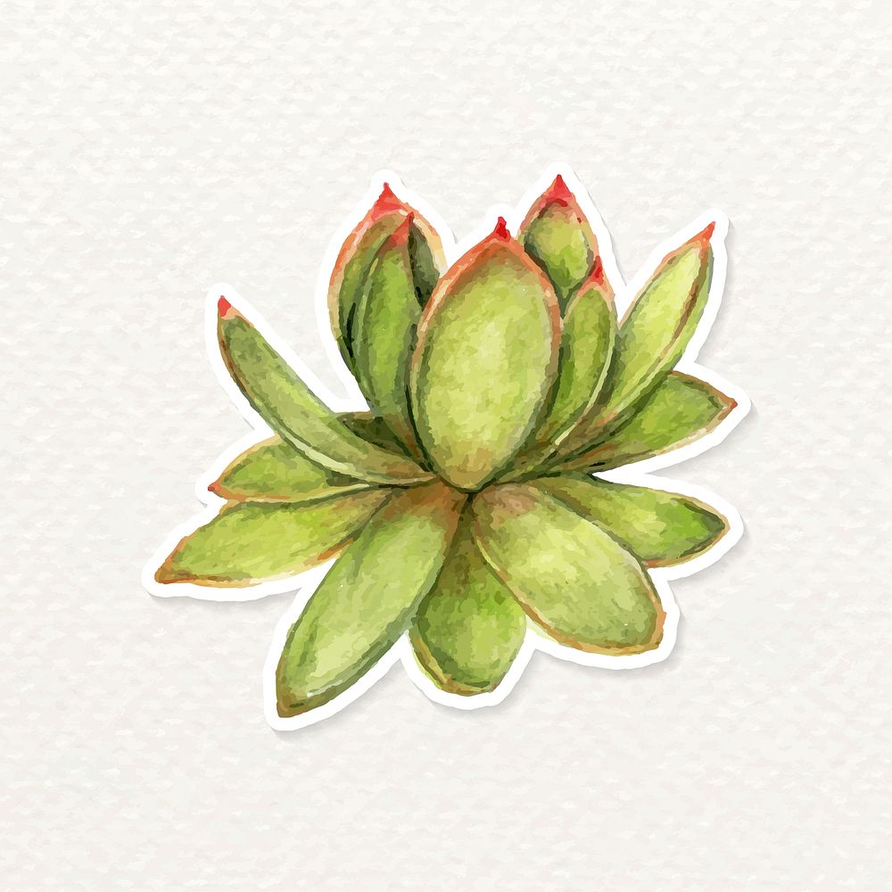 Lipstick echeveria succulent watercolor sticker vector