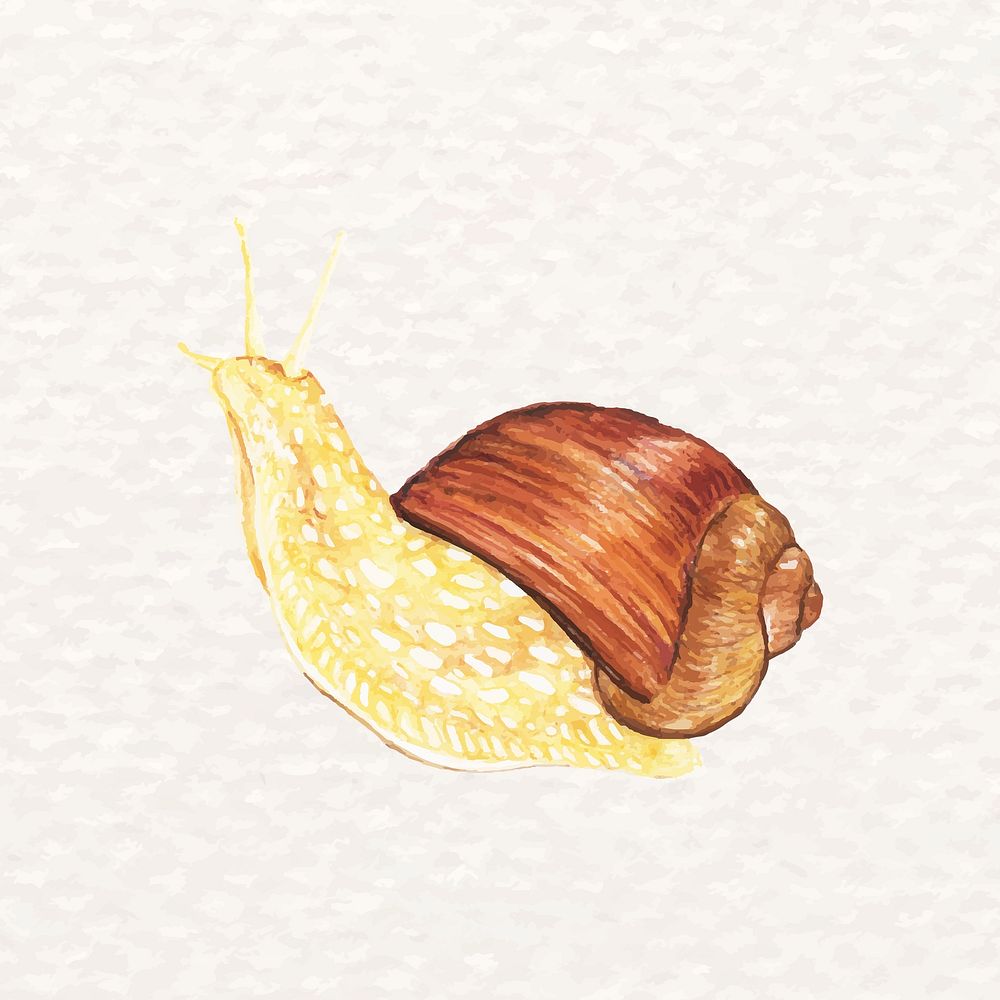 Hand-drawn snail psd in watercolor