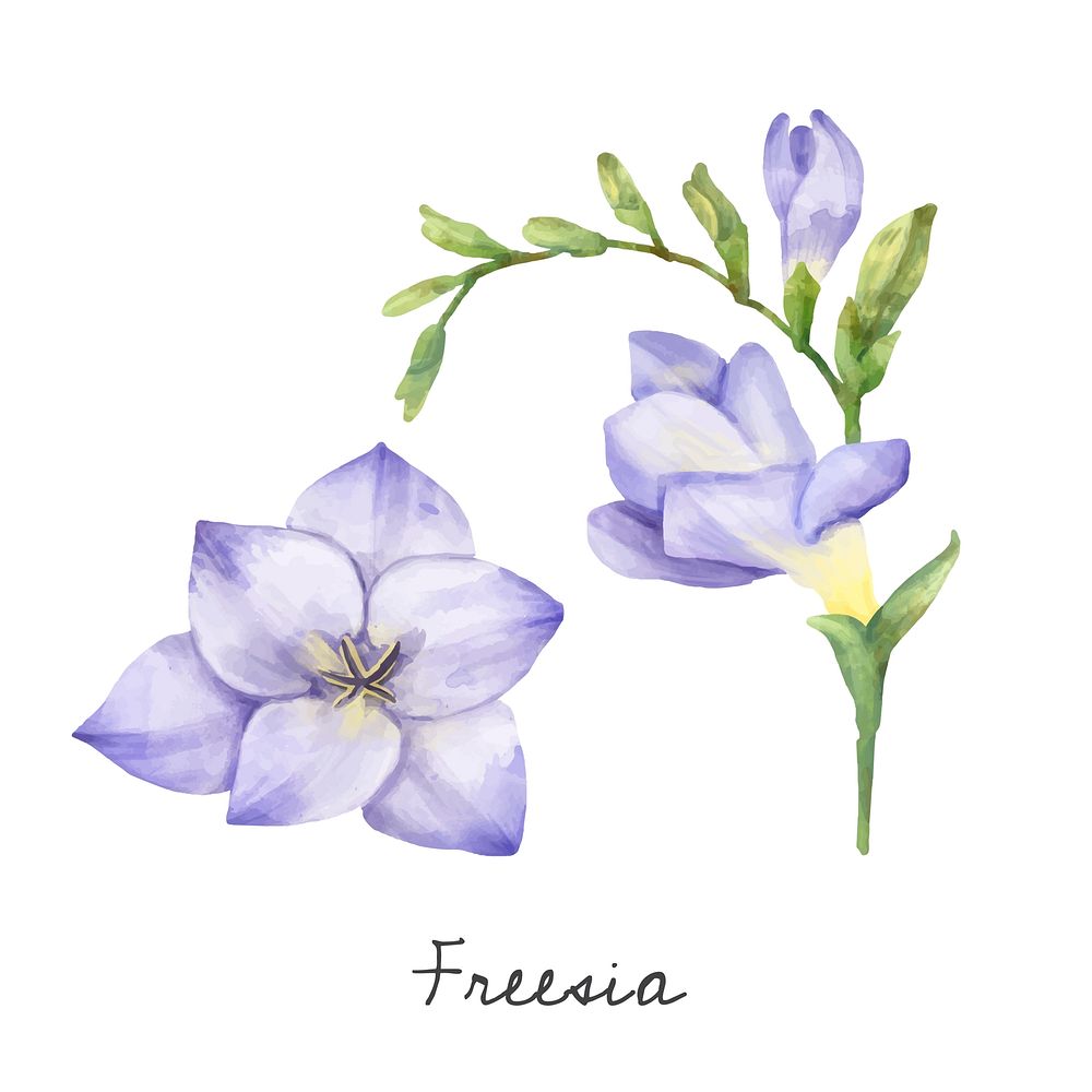 Purple freesia flower blooming watercolor drawing