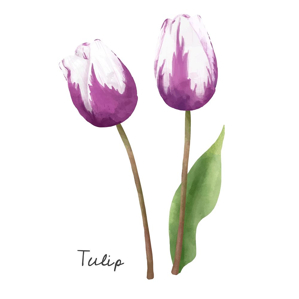 Colorful tulip flower watercolor illustration
