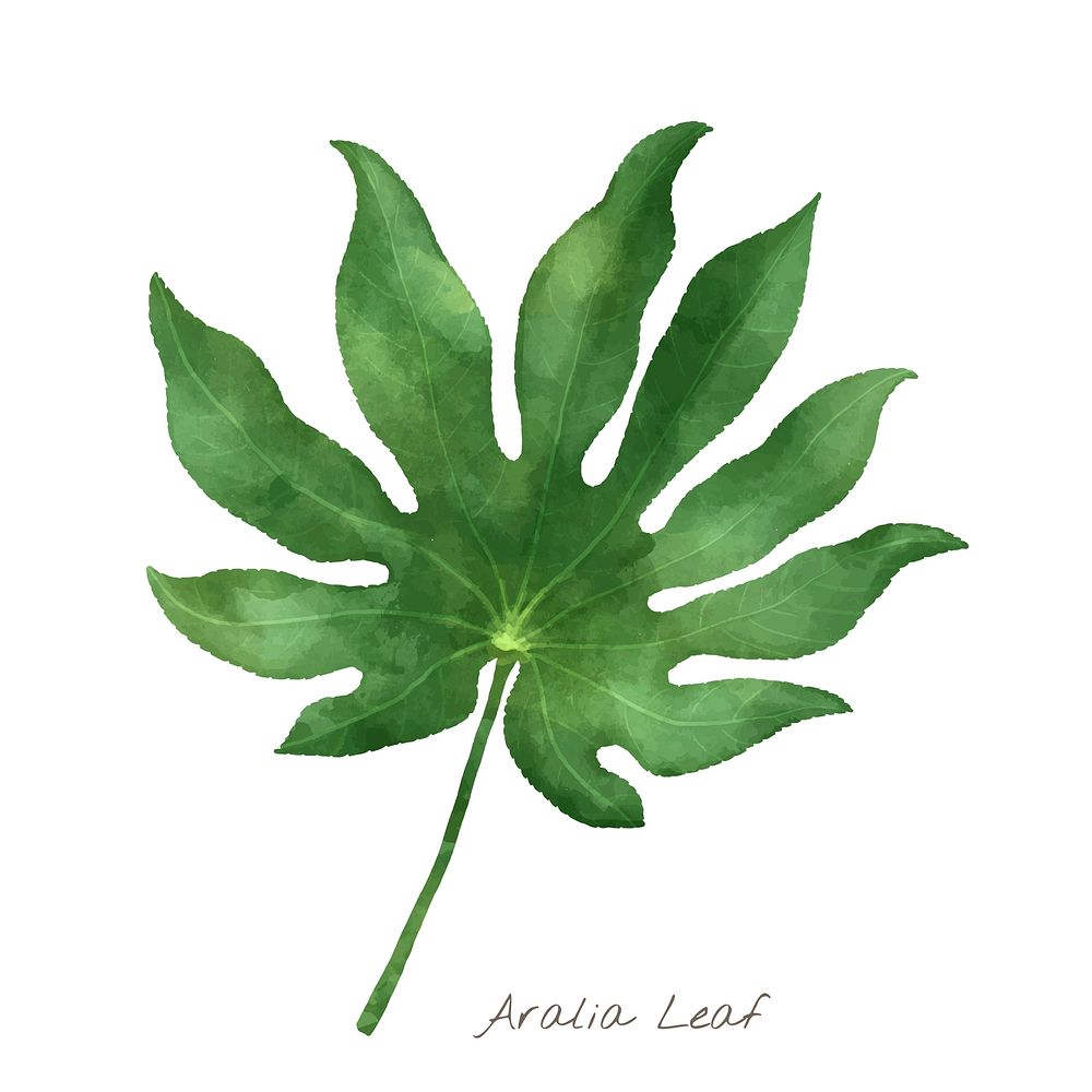 Watercolor aralia leaf botanical illustration
