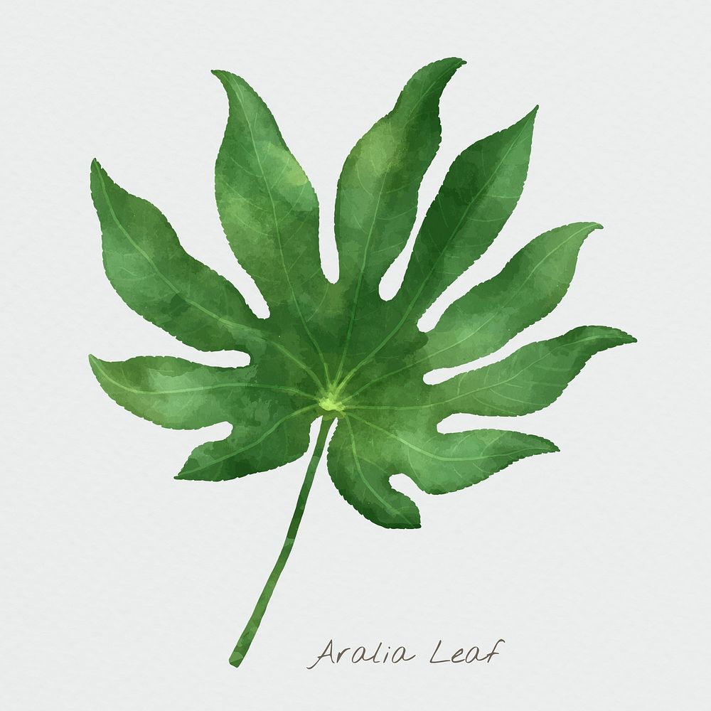 Aralia leaf psd watercolor botanical