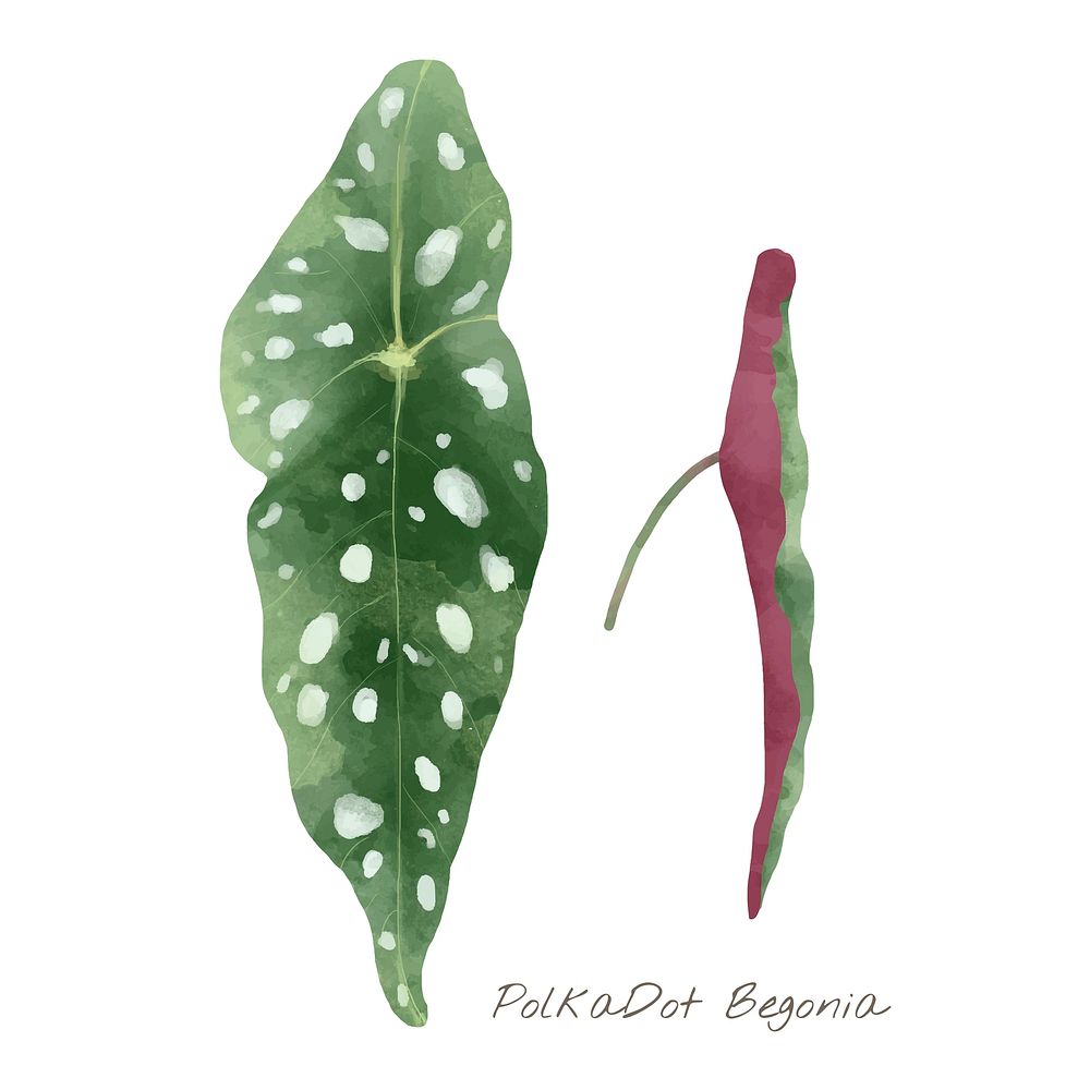 Watercolor polka dot begonia leaf tropical illustration