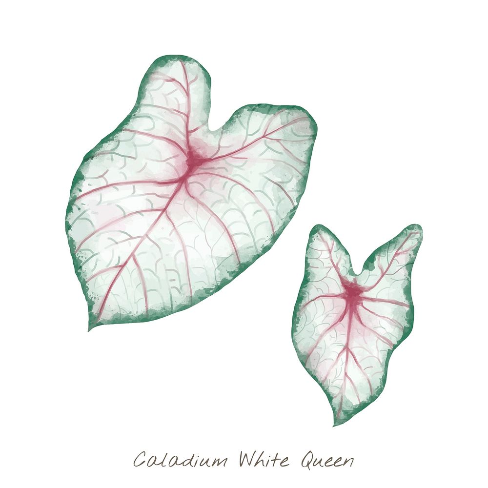 Watercolor caladium white queen leaf botanical illustration