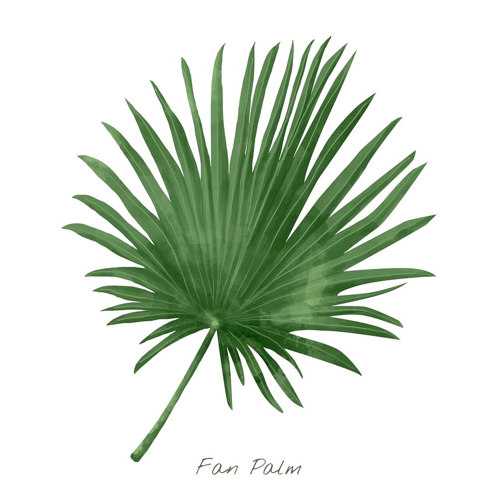 Fan palm leaf watercolor plant illustration