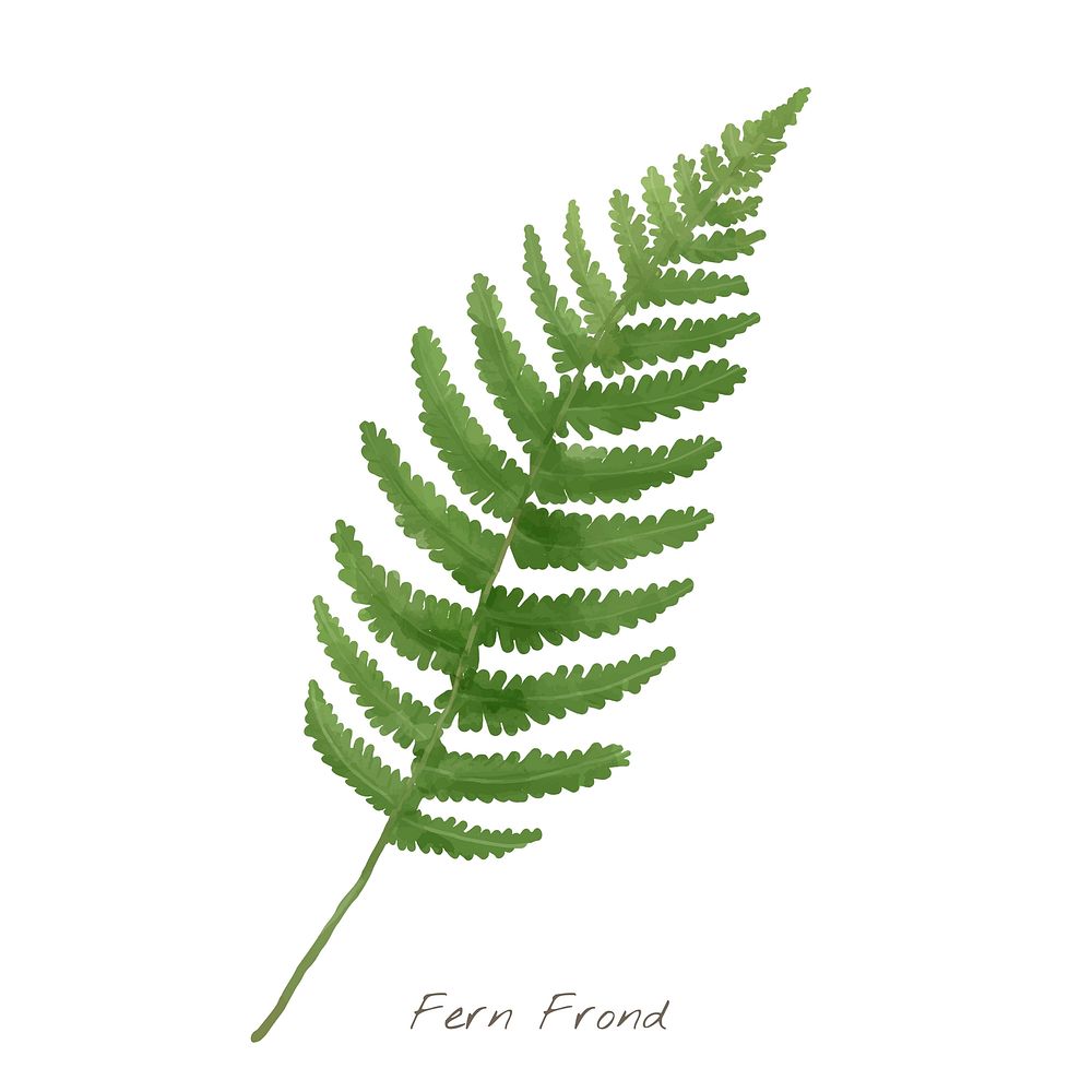 Watercolor fern frond leaf tropical illustration