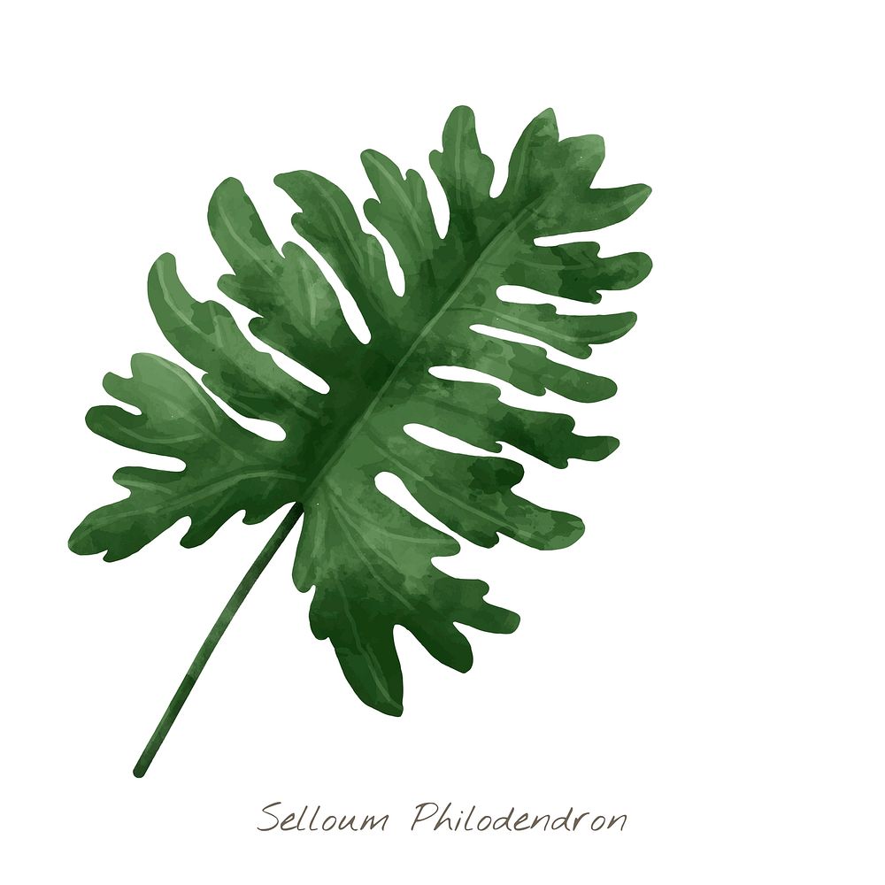 Selloum philodendron watercolor plant illustration