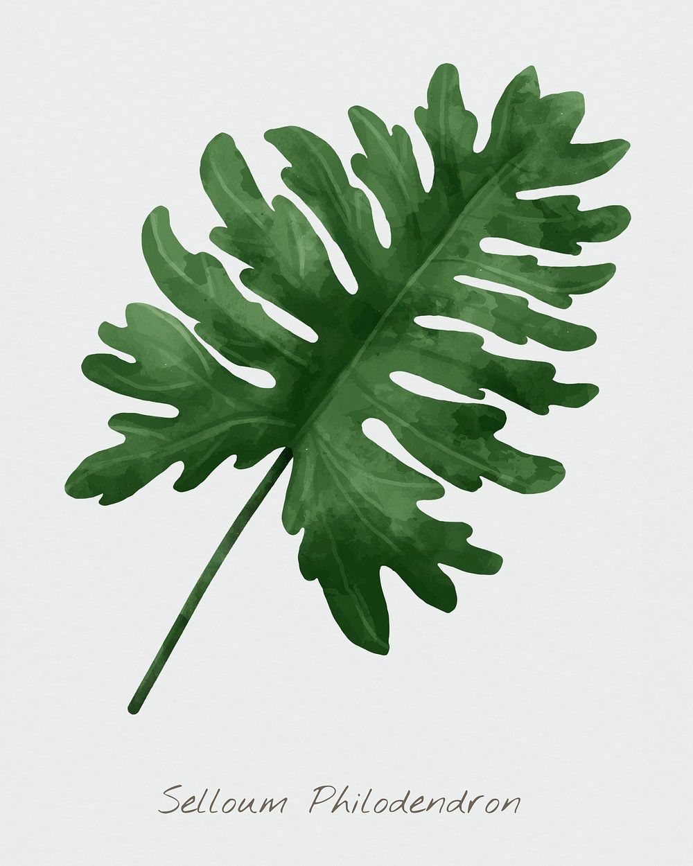Selloum philodendron leaf psd watercolor botanical