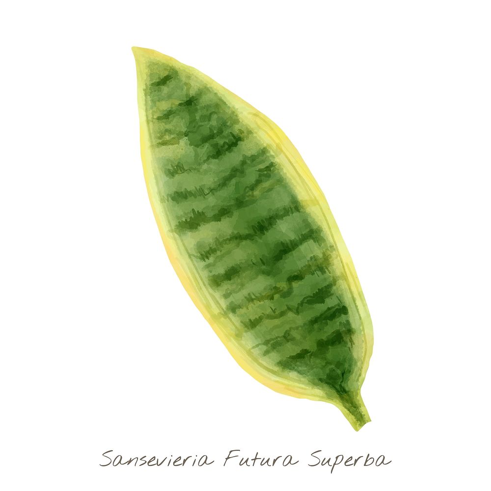 Snake plant leaf watercolor tropical illustration