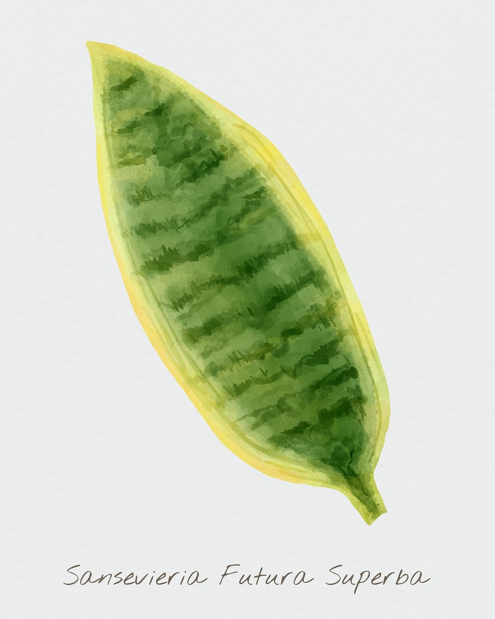 Snake plant leaf psd watercolor botanical