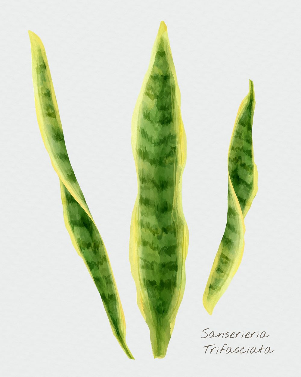 Watercolor snake plant leaf psd botanical