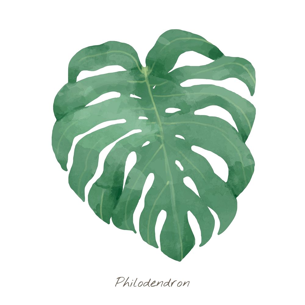 Watercolor philodendron leaf tropical illustration