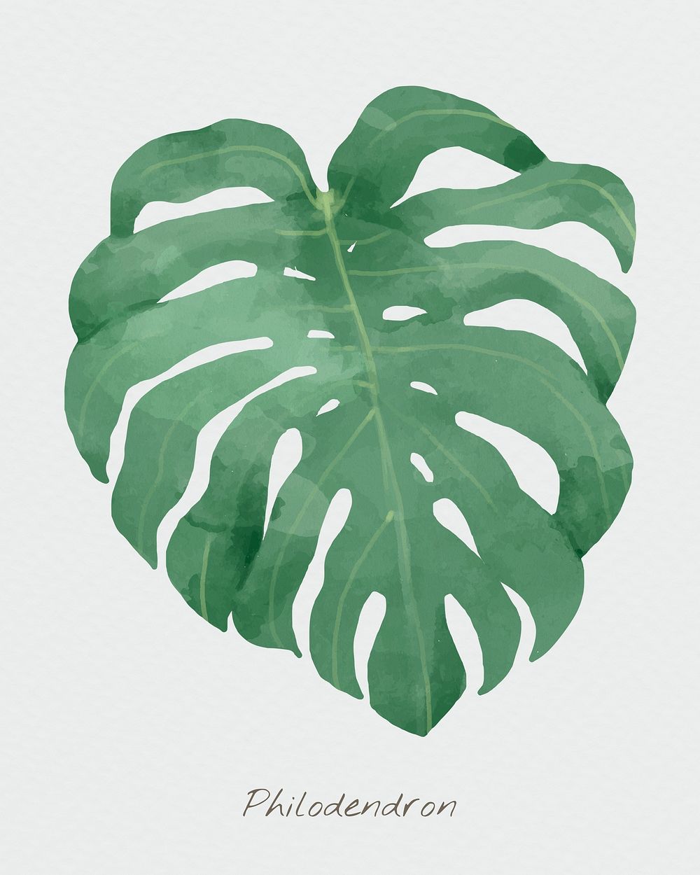 Philodendron leaf psd watercolor botanical