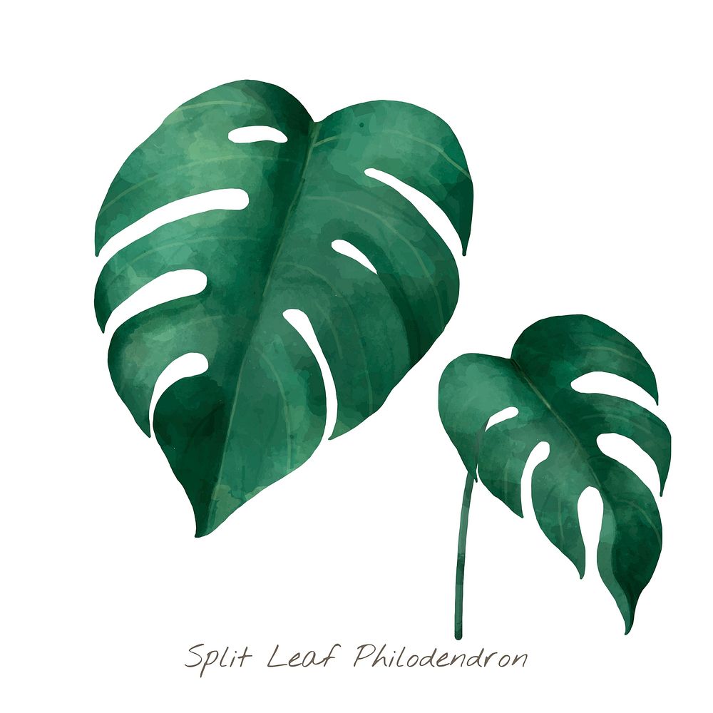 Watercolor split leaf philodendron tropical illustration