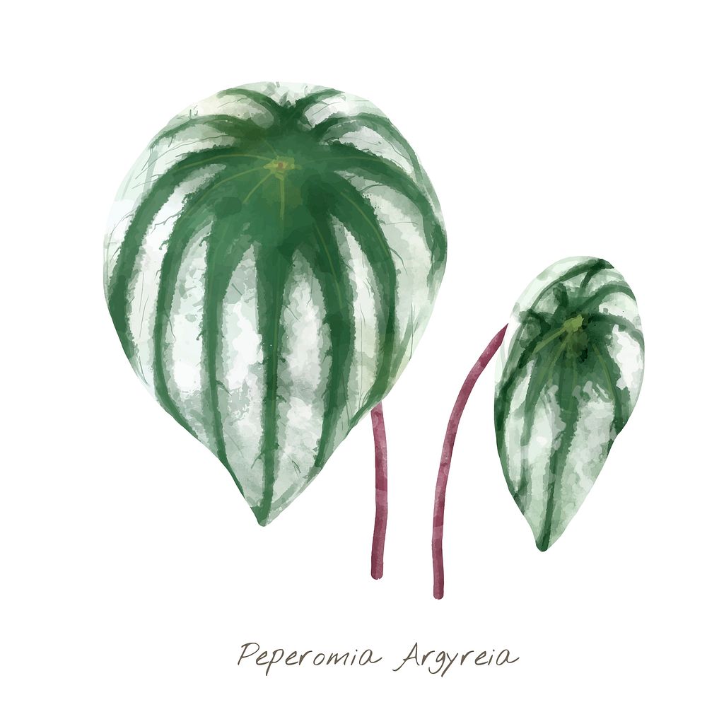 Waetrcolor begonia leaf botanical illustration