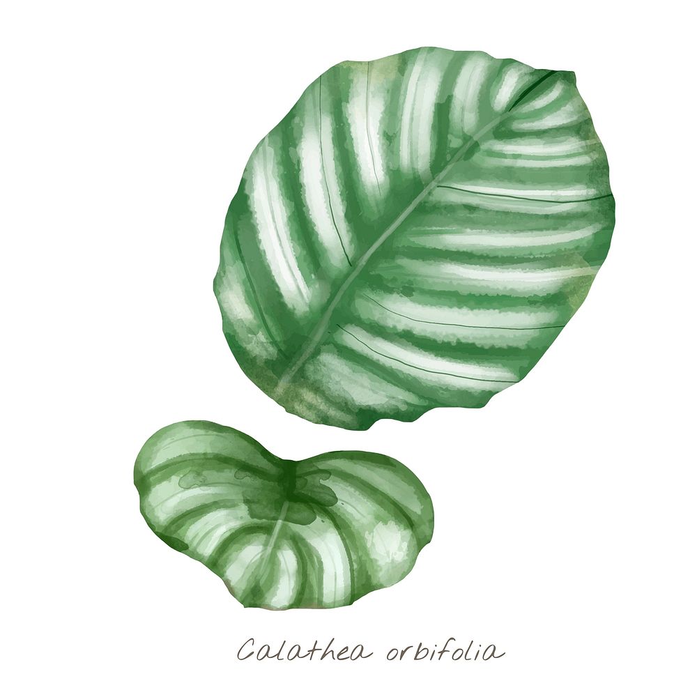 Calathea orbifolia watercolor plant illustration