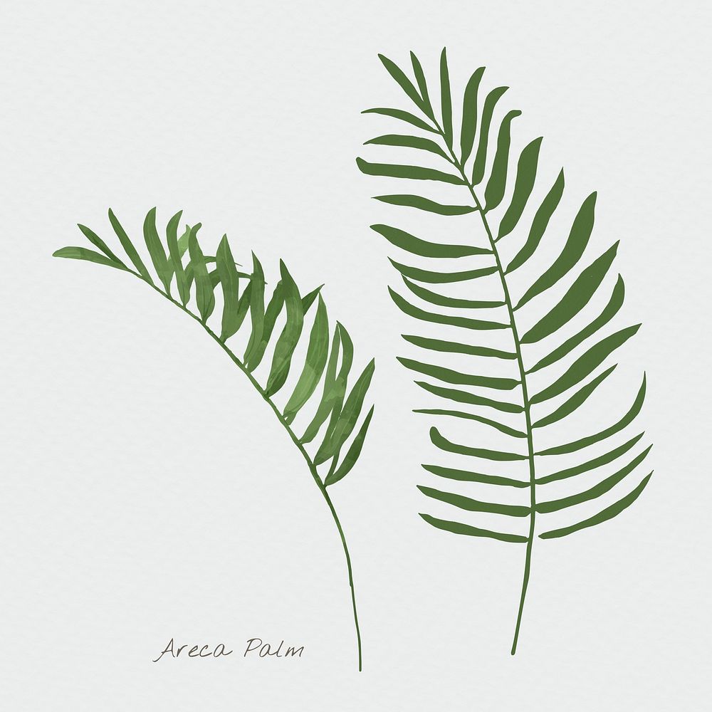 Areca palm leaf psd watercolor botanical