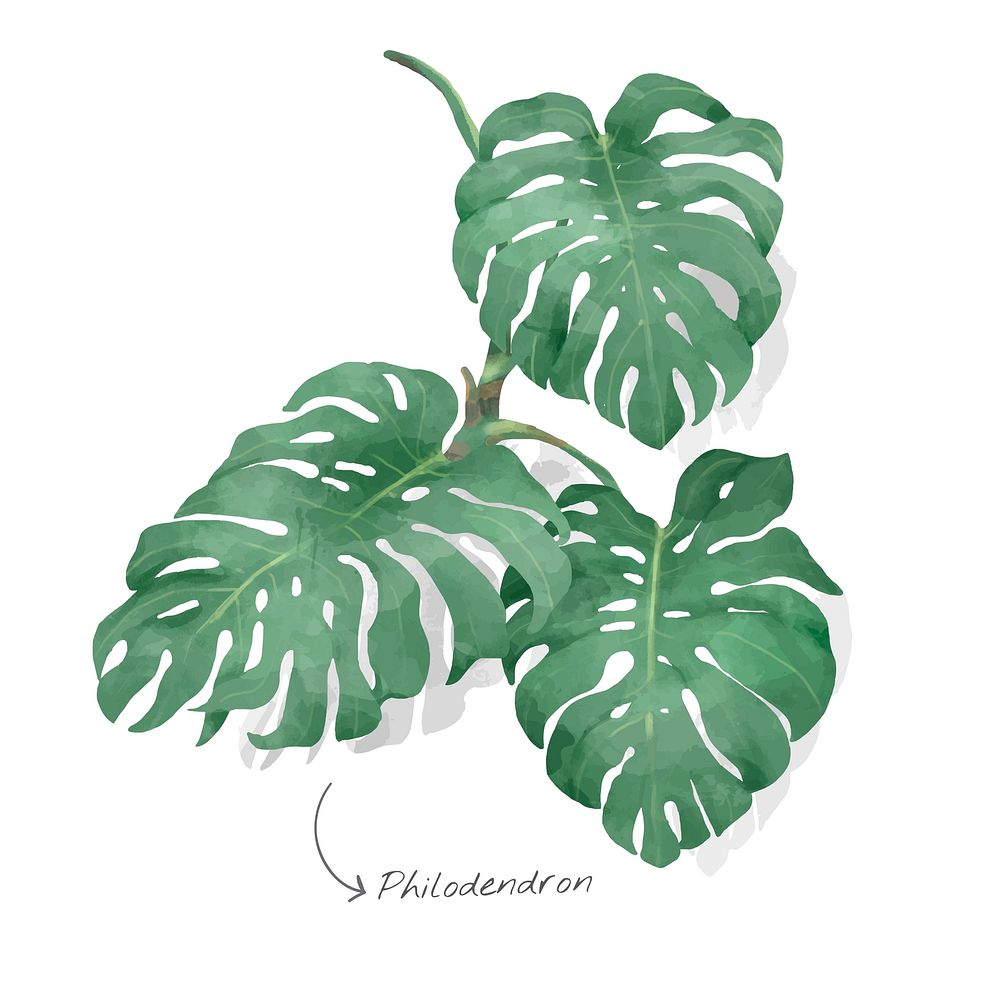 Philodendron watercolor plant illustration