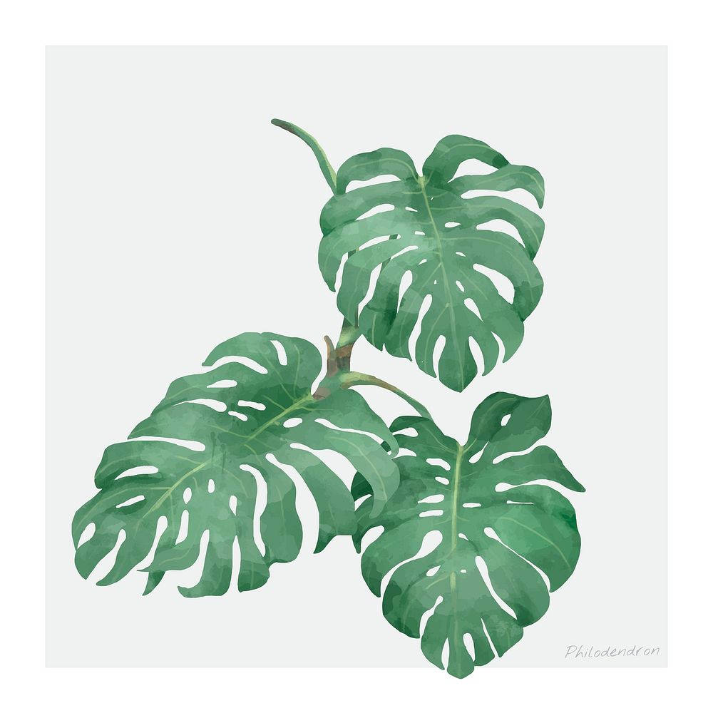Watercolor philodendron leaf botanical illustration