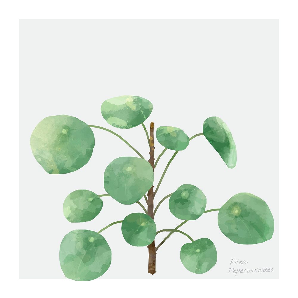 Watercolor Chinese money plant illustration