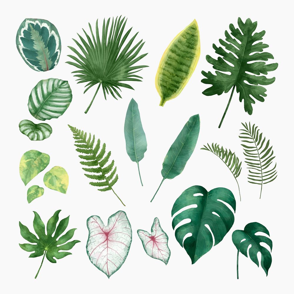 Tropical leaf plant illustration set