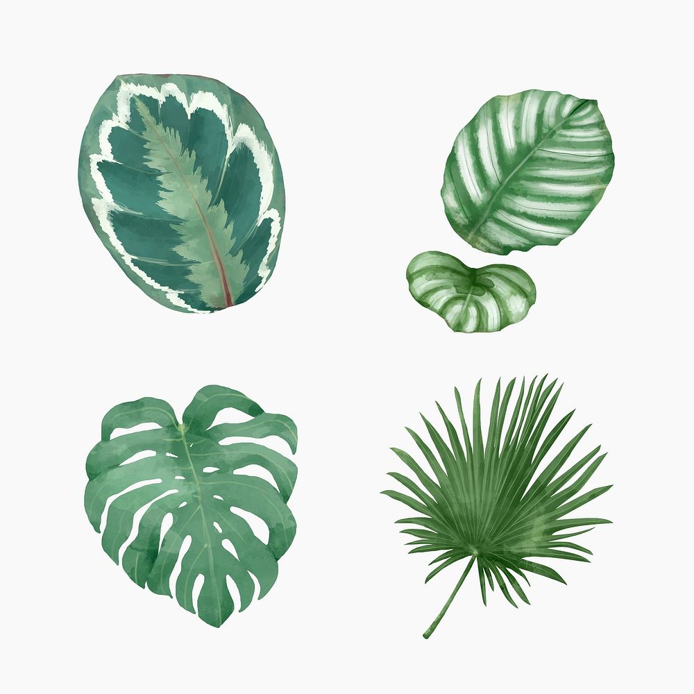Tropical leaf plant illustration set
