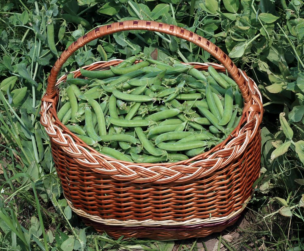 A basket of peas in pods. Ukraine, Vinnytsia district, Vinnytsia region. Original public domain image from Wikimedia Commons