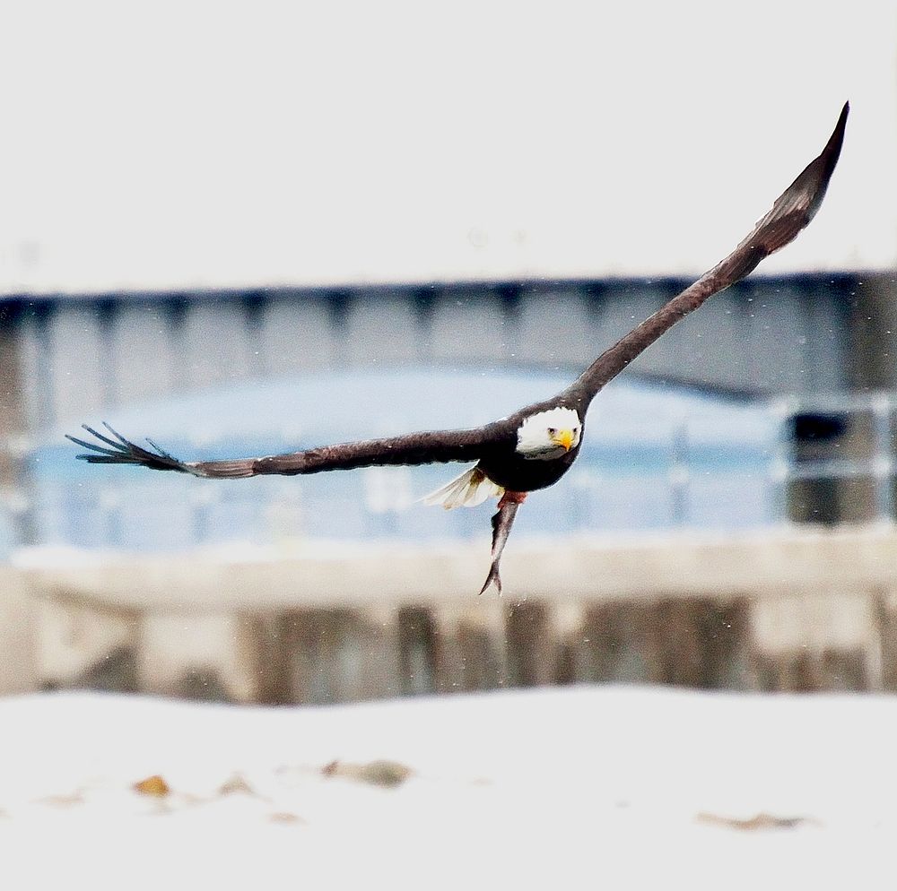 A bald eagle banks with its prey in it's talons over the Mississippi River during the winter feeding season. Original public…