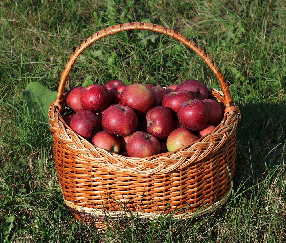 Apples 'Spartan' in a basket. Ukraine, Vinnytsia Oblast. Original public domain image from Wikimedia Commons